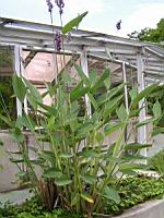 Thalia Dealbata (fam Marantacees) (sud-est USA) (1) (Photo F. Mrugala)